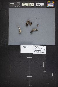 Image Associated With the Occurrence