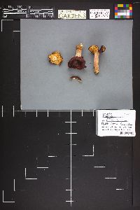 Image Associated With the Occurrence