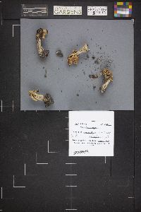 Helvella crispa image