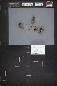 Dissingia leucomelaena image