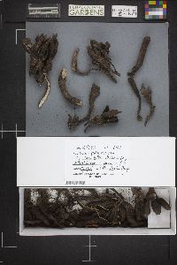 Xylaria polymorpha image