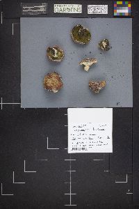 Image Associated With the Occurrence