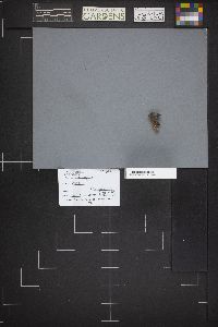 Gyromitra infula image