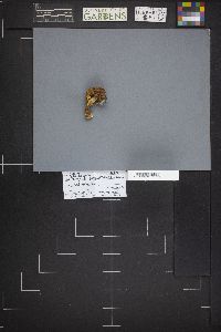 Cortinarius pinguis image