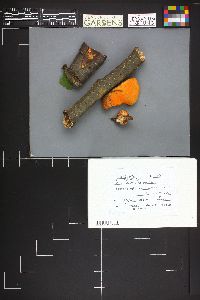 Image Associated With the Occurrence