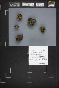 Caloscypha fulgens image