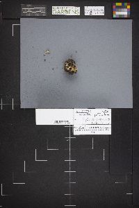 Microstoma protractum image