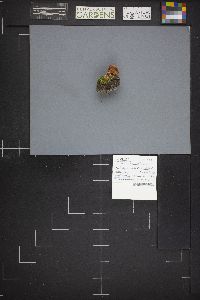 Albatrellus confluens image