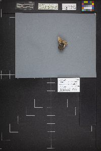 Hebeloma crustuliniforme image