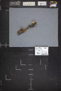 Polyporus varius image