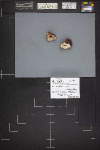 Russula xerampelina image