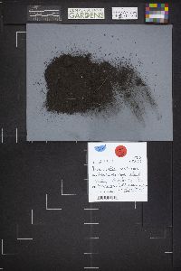 Anthracobia melaloma image
