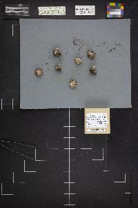 Geastrum minimum image