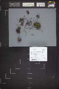 Dissingia leucomelaena image