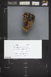 Morchella americana image