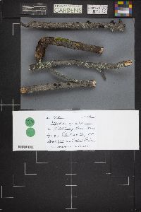 Image Associated With the Occurrence