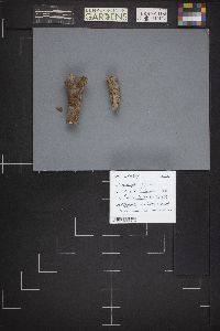 Guepiniopsis alpina image