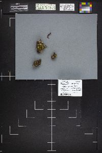 Alloclavaria purpurea image