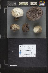Calvatia cyathiformis image
