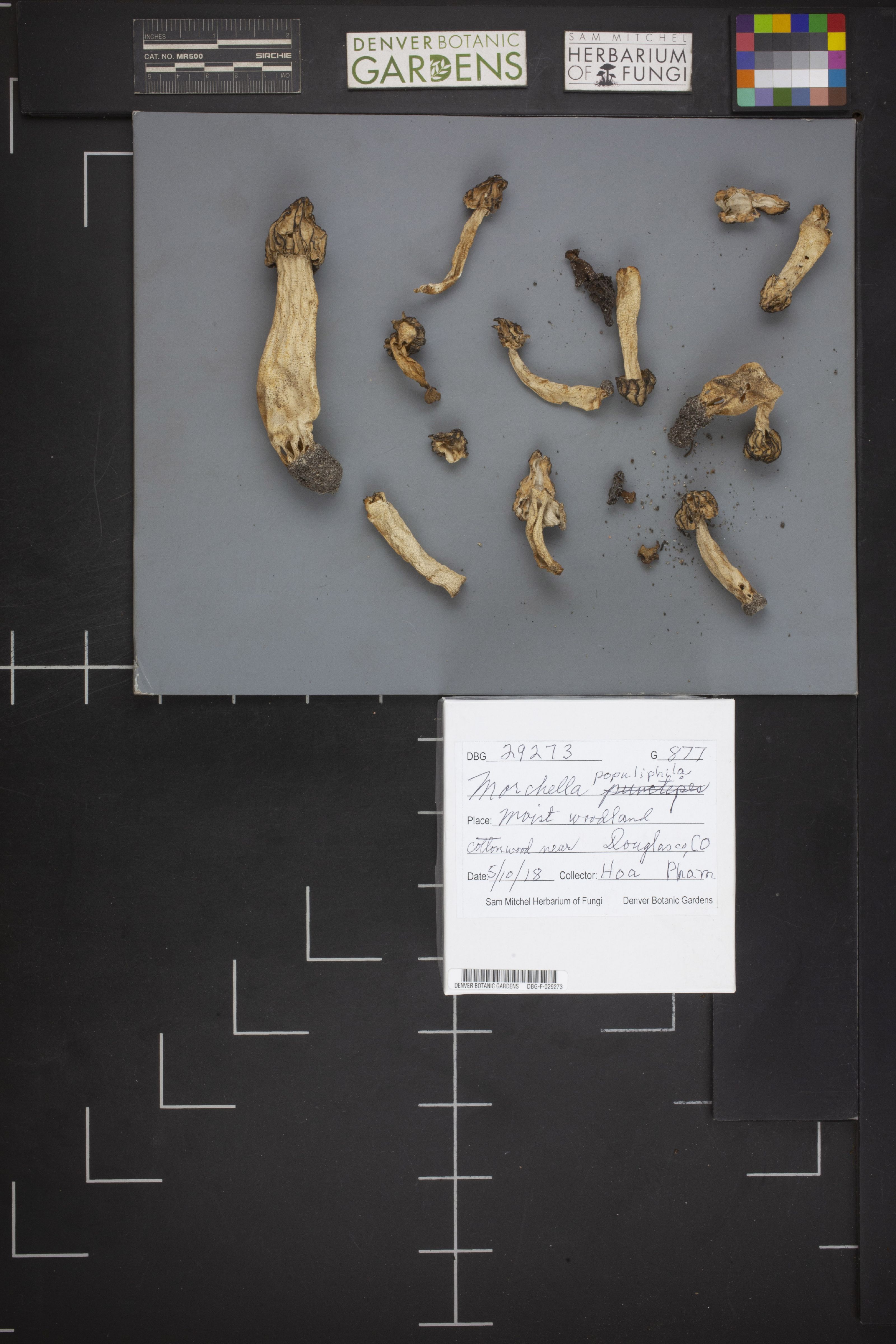 Morchella populiphila thumbnail