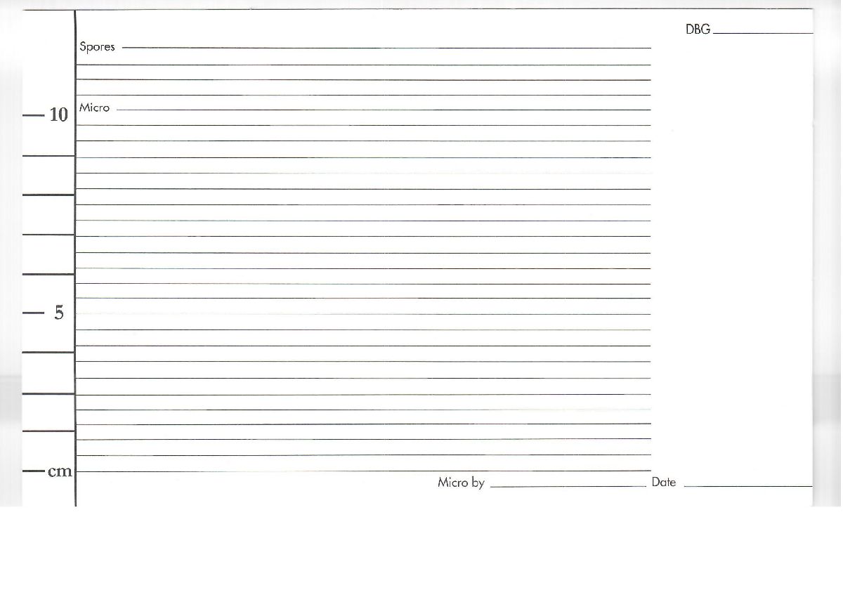 Paraxerula americana image