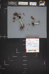 Image Associated With the Occurrence