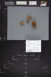 Lactarius hepaticus image
