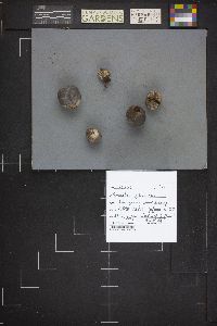 Bovista plumbea image