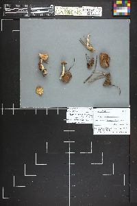 Image Associated With the Occurrence