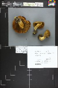 Image Associated With the Occurrence
