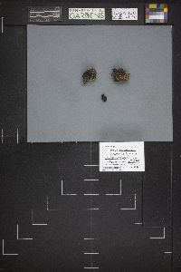 Legaliana badia image