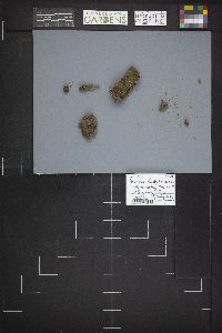 Humaria hemisphaerica image