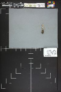 Microstoma protractum image