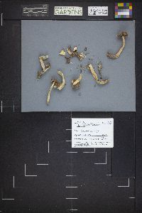 Image Associated With the Occurrence