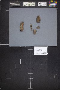 Thumbnail image of current specimen