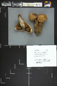 Leccinum insigne image