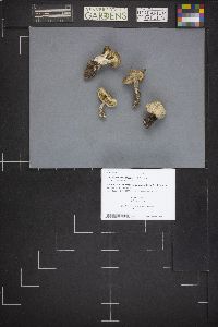 Tricholoma saponaceum image