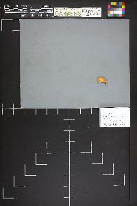 Spathularia flavida image