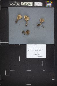 Lepiota magnispora image