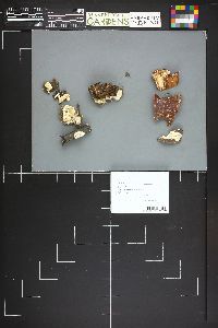 Irpex lacteus image