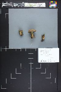 Lactarius montanus image