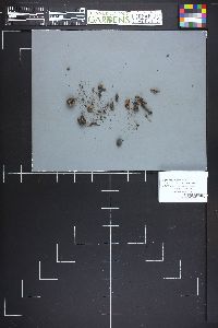 Image Associated With the Occurrence