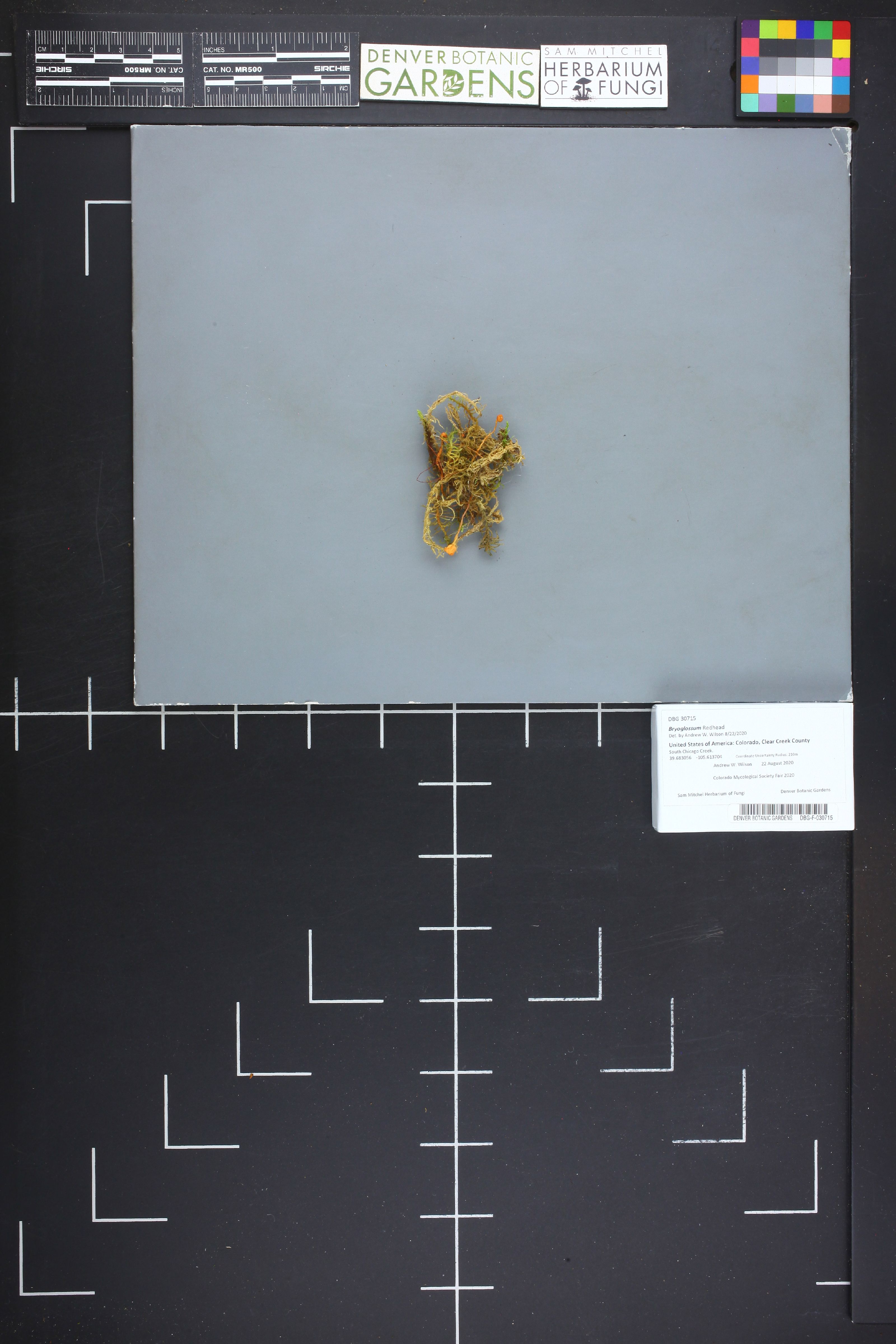 Bryoglossum thumbnail