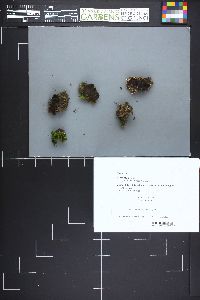 Legaliana badia image