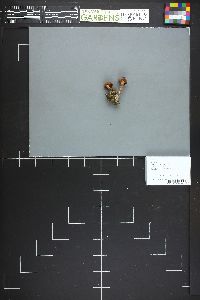 Laccaria bicolor image