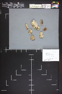 Phanerochaete tuberculata image