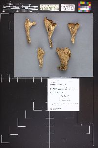 Gomphus clavatus image