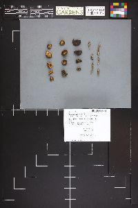 Entoloma sericeum image