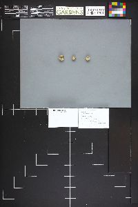 Lycoperdon curtisii image