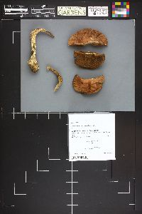 Leccinum aurantiacum image